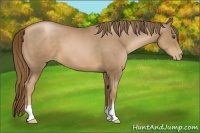Horse Color:Liver Chestnut Pearl