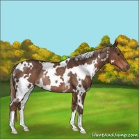 Horse Color:White Spotted Liver Chestnut Rabicano 