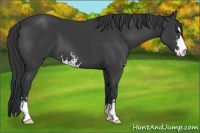 Horse Color:Black Sabino