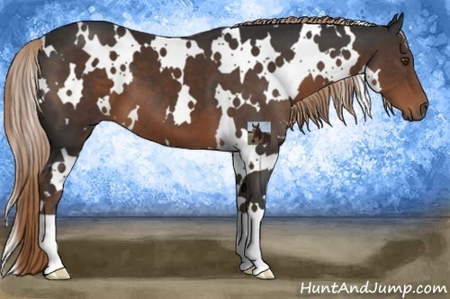 Horse Color:White Spotted Liver Chestnut 