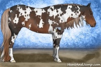 Horse Color:White Spotted Liver Chestnut