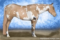 Horse Color:White Spotted Liver Chestnut Pearl 
