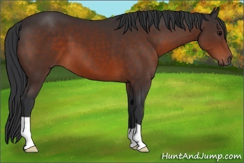 Horse Color:Brown 