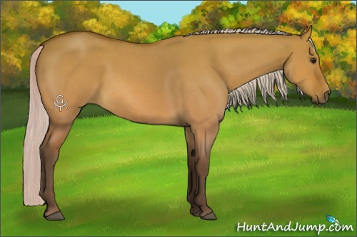 Horse Color:Silver Bay Roan Dun