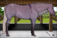 Horse Color:Silver Bay Dun 