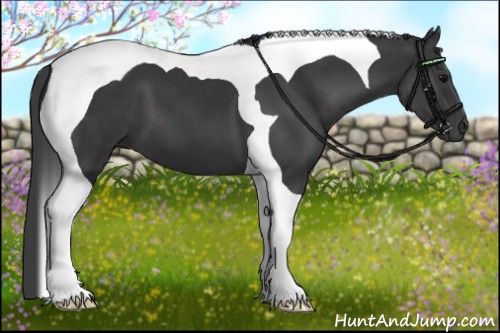 Horse Color:Black Tobiano 