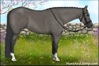 Horse Color:Grullo 