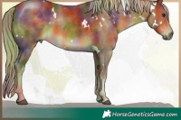 Horse Color:Nacre White Spotted Chocolate Palomino 
