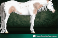 Horse Color:Bay Roan Splash Tobiano 
