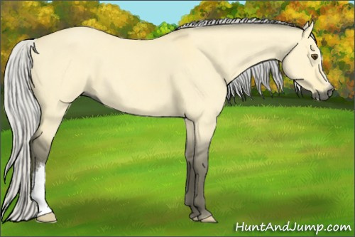 Horse Color:Gray Silver Buckskin Dun 