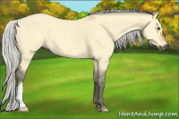 Horse Color:Gray Silver Buckskin Dun 
