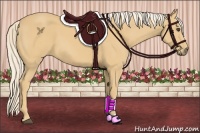 Horse Color:Palomino 