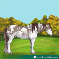 Horse Color:White Spotted Chocolate Grullo Rabicano 