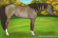 Horse Color:Liver Red Dun Rabicano