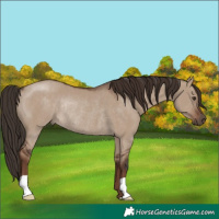Horse Color:Liver Red Dun Rabicano 