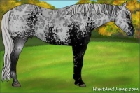 Horse Color:ERROR: UNKNOWN ANOMALY