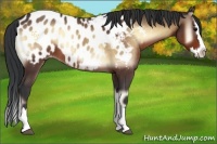 Horse Color:Bay Onyx Sabino Splash Appaloosa 