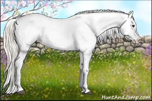 Horse Color:Palomino Splash Varnish