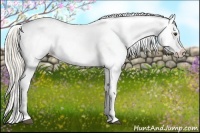 Horse Color:Palomino Splash Varnish