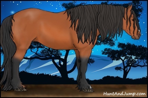 Horse Color:Bay Frame 