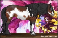 Horse Color:Bay Frame 