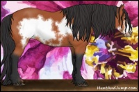 Horse Color:Bay Frame