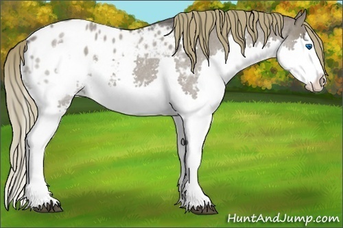 Horse Color:Smoky Grullo Roan Splash Appaloosa Rabicano