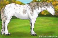 Horse Color:Smoky Grullo Roan Splash Varnish Rabicano 