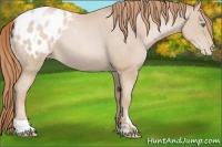 Horse Color:Smoky Black Pearl Appaloosa 