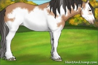 Horse Color:Buckskin Splash Frame 