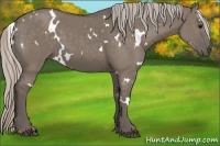 Horse Color:White Spotted Silver Grullo
