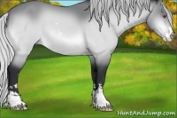 Horse Color:Silver Bay Chinchilla Sabino
