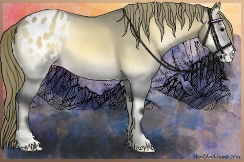 Horse Color:Buckskin Onyx Appaloosa 