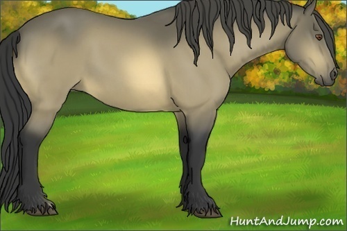 Horse Color:Buckskin 
