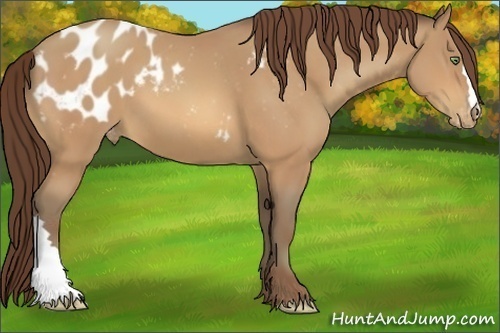 Horse Color:Amber Champagne Appaloosa 