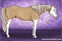 Horse Color:Palomino Splash 