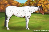 Horse Color:Brown Tobiano Near Leopard Rabicano 