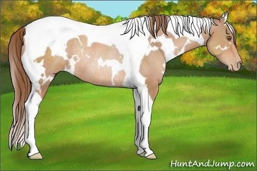 Horse Color:White Spotted Brown Pearl Tobiano Rabicano 