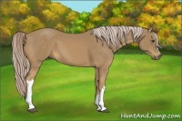 Horse Color:Palomino 