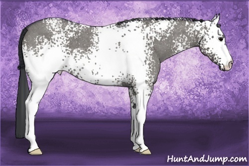 Horse Color:White Spotted Grullo Roan 