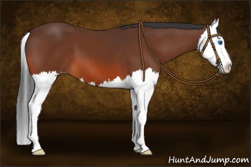 Horse Color:Bay Splash 