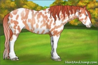 Horse Color:Chocolate Buckskin Pearl Splash Appaloosa 