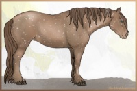 Horse Color:Black Pearl Snowflake VarnishRabicano