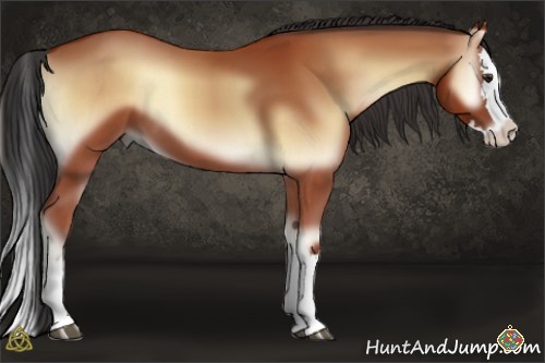 Horse Color:Bay Onyx Sabino Splash 