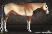 Horse Color:Bay Onyx Sabino Splash 