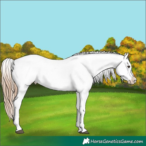 Horse Color:Red Roan Appaloosa 