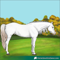 Horse Color:Red Roan Appaloosa 