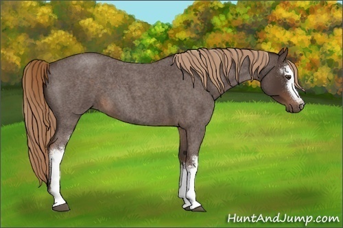 Horse Color:White Spotted Liver Red Roan 
