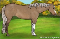 Horse Color:Silver Brown Dun