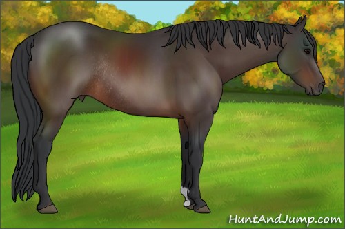 Horse Color:Brown Rabicano 